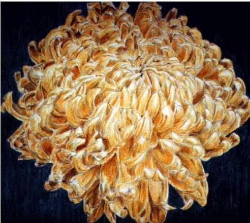 chrysanthemen